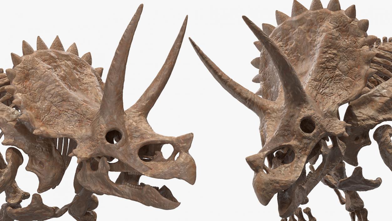 Triceratops Skeleton Fossil Rigged 3D model