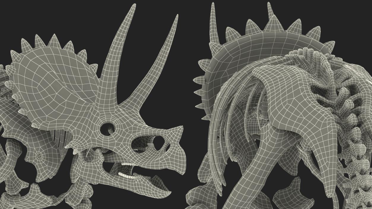 Triceratops Skeleton Fossil Rigged 3D model