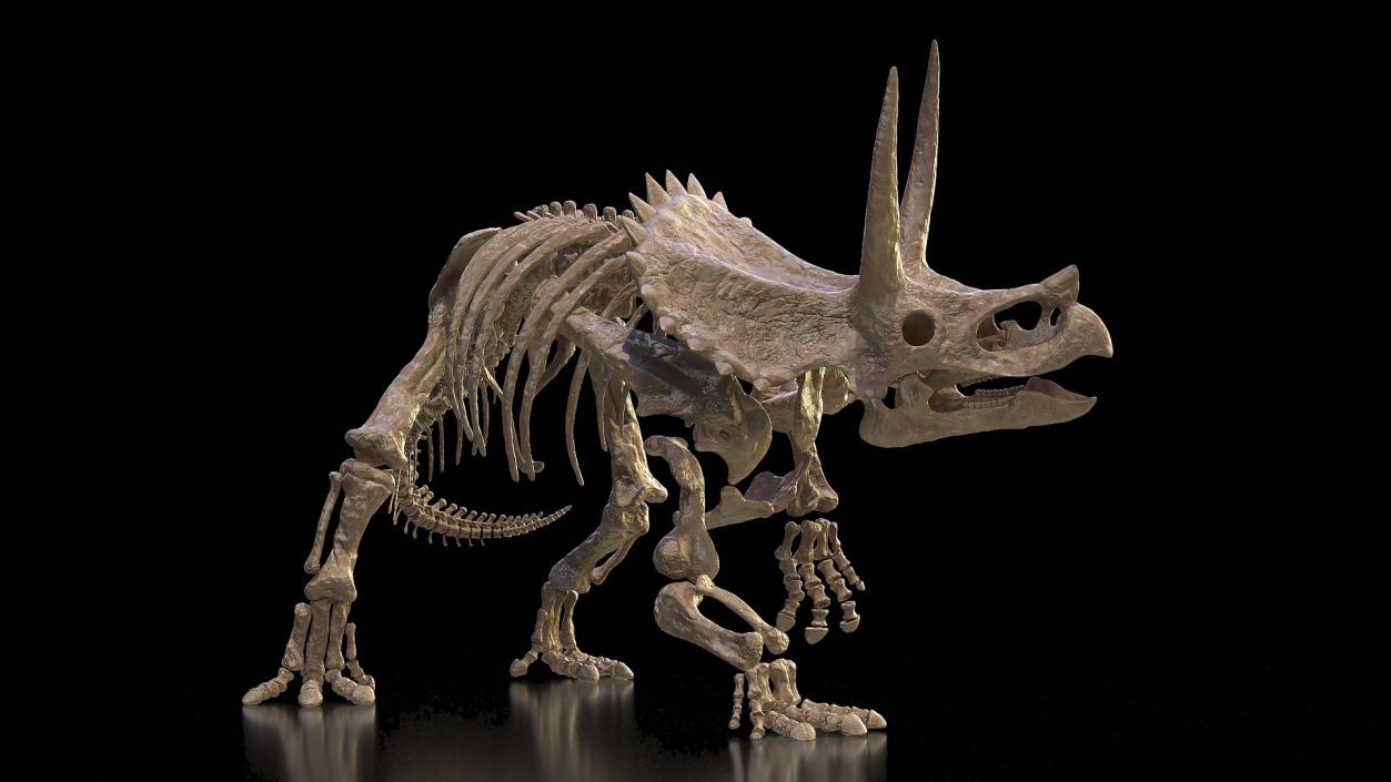 Triceratops Skeleton Fossil Rigged 3D model