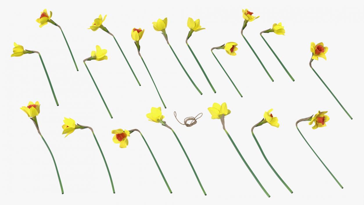 Yellow Daffodils Bouquet 3D model