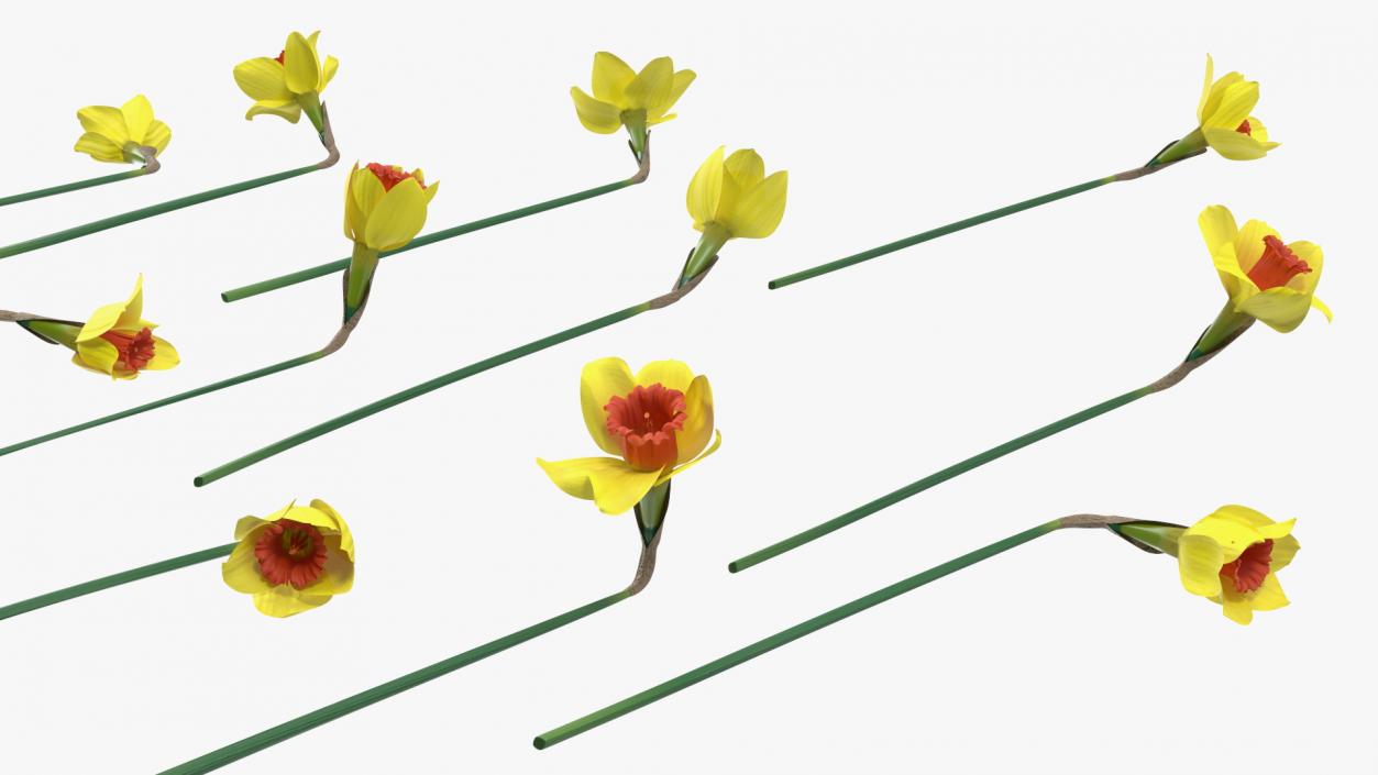 Yellow Daffodils Bouquet 3D model