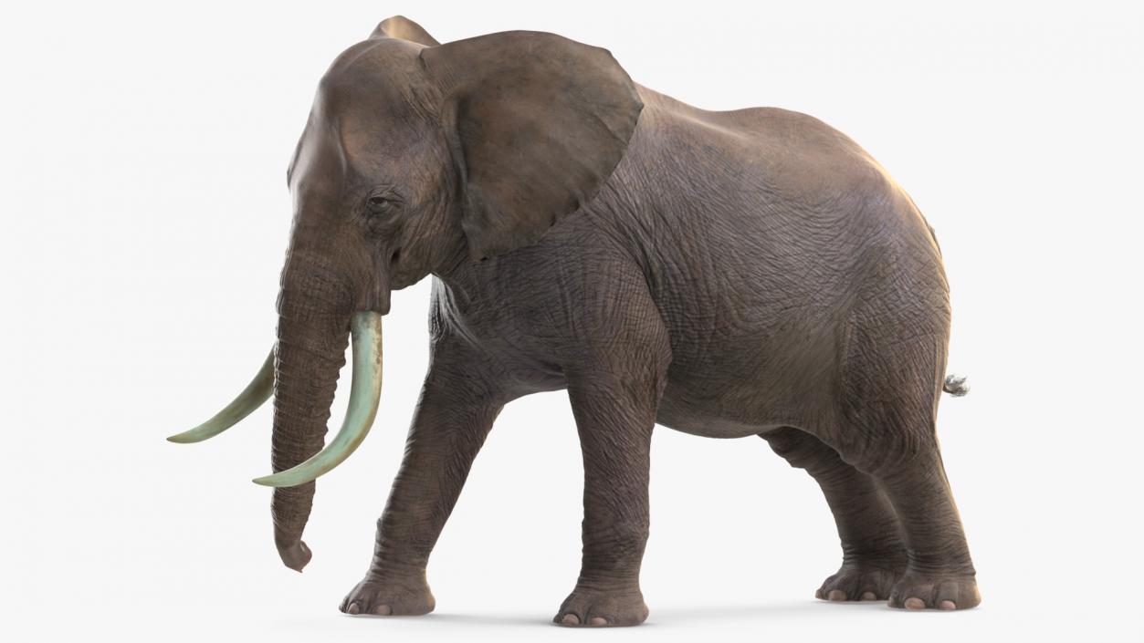 Animated Elephants Collection 3D model