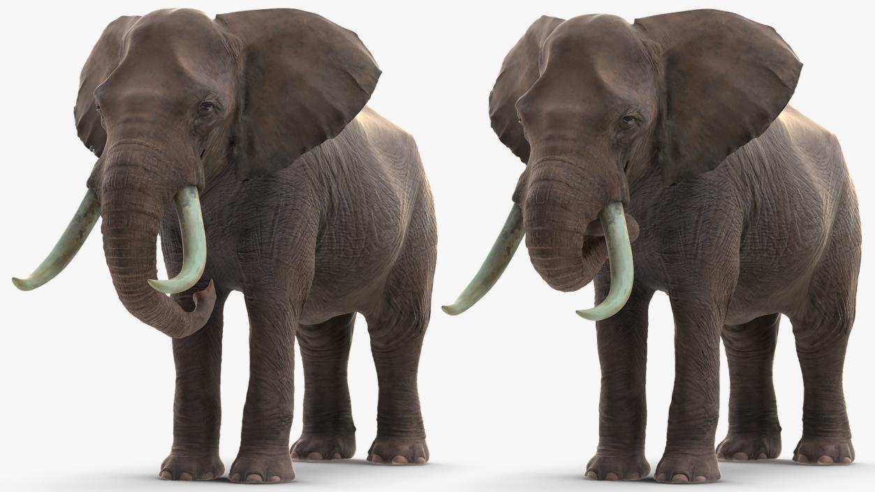 Animated Elephants Collection 3D model