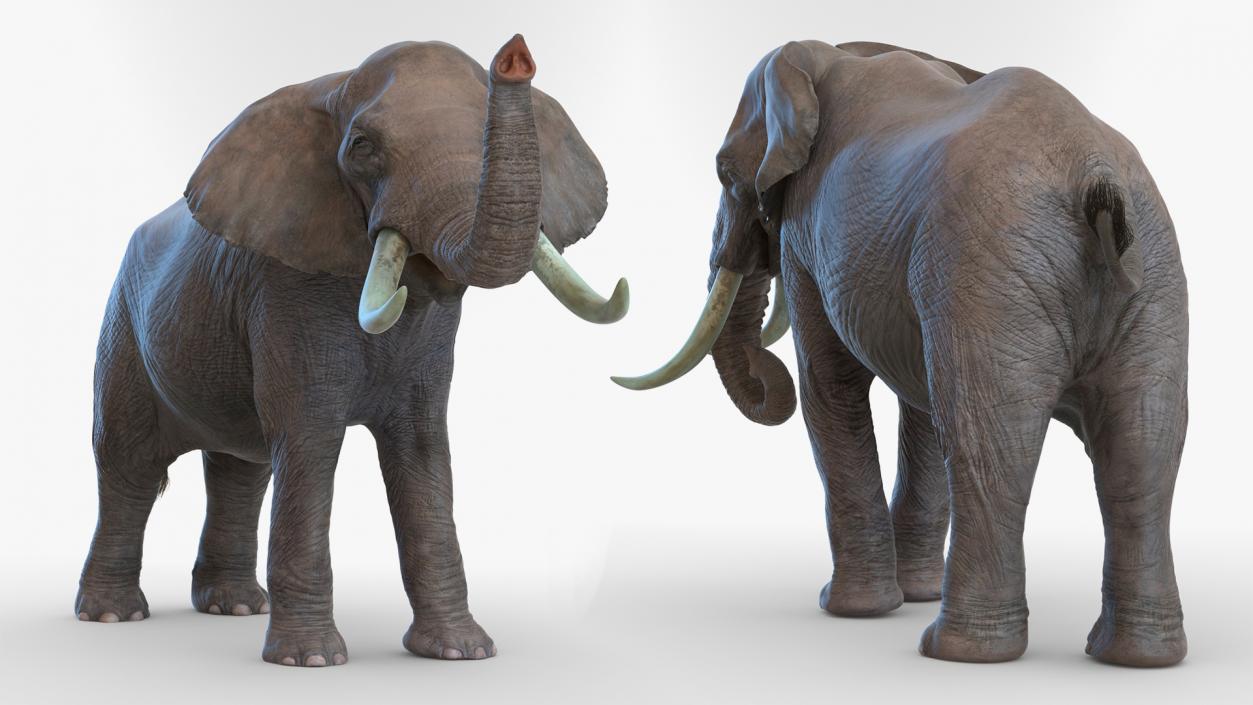 Animated Elephants Collection 3D model