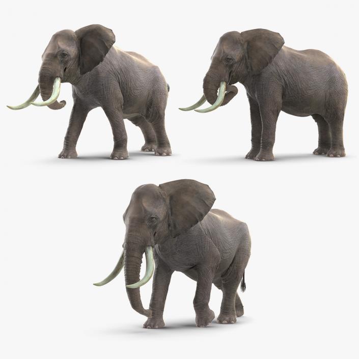 Animated Elephants Collection 3D model