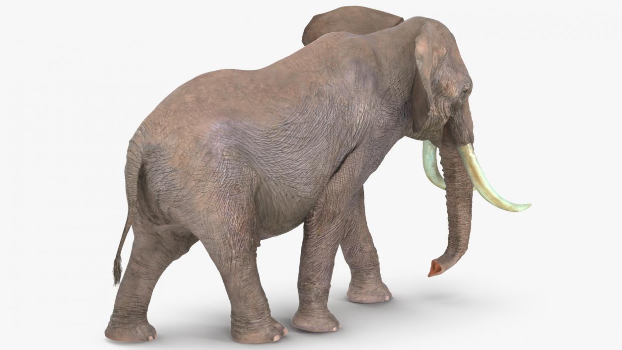 Animated Elephants Collection 3D model