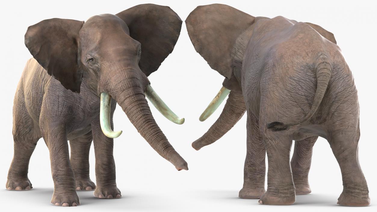 Animated Elephants Collection 3D model