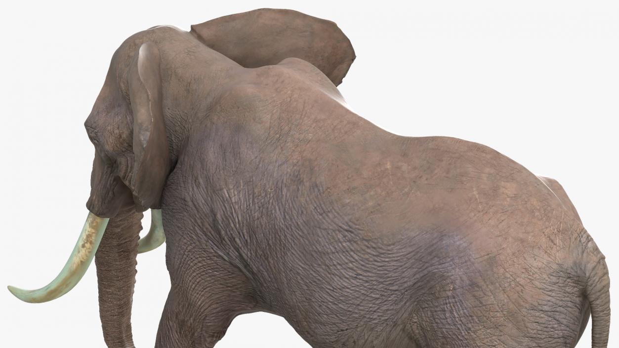 Animated Elephants Collection 3D model