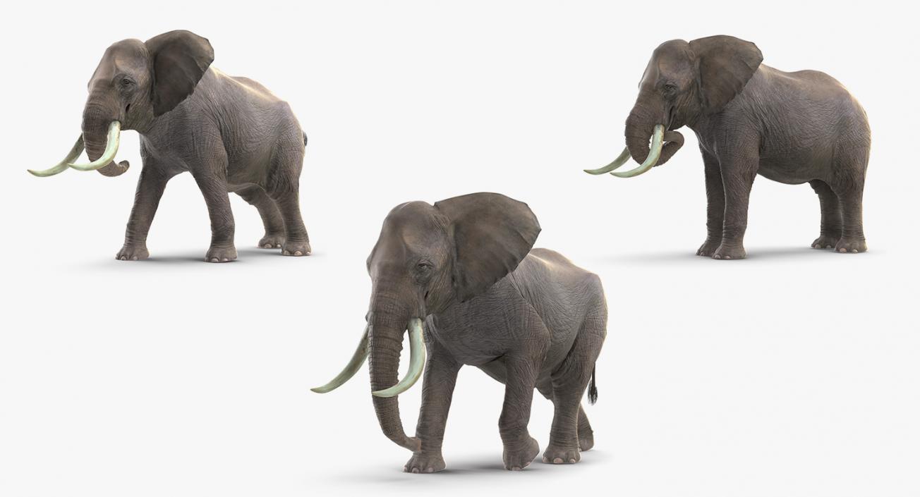 Animated Elephants Collection 3D model