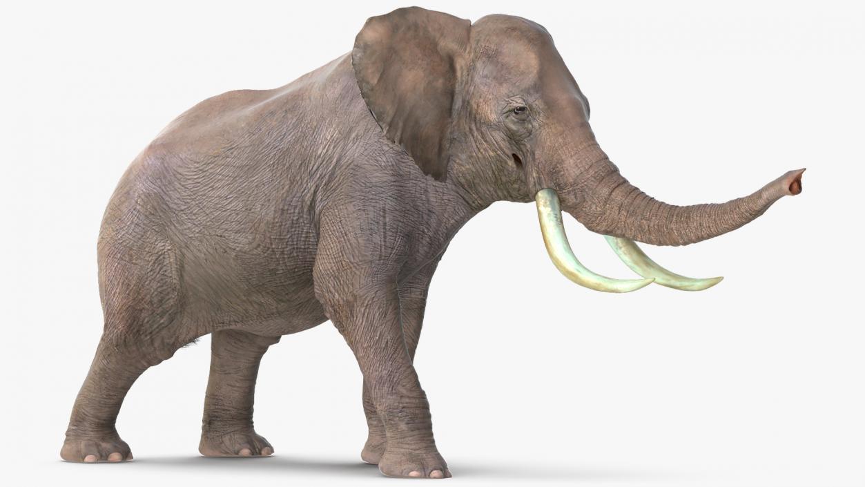 Animated Elephants Collection 3D model