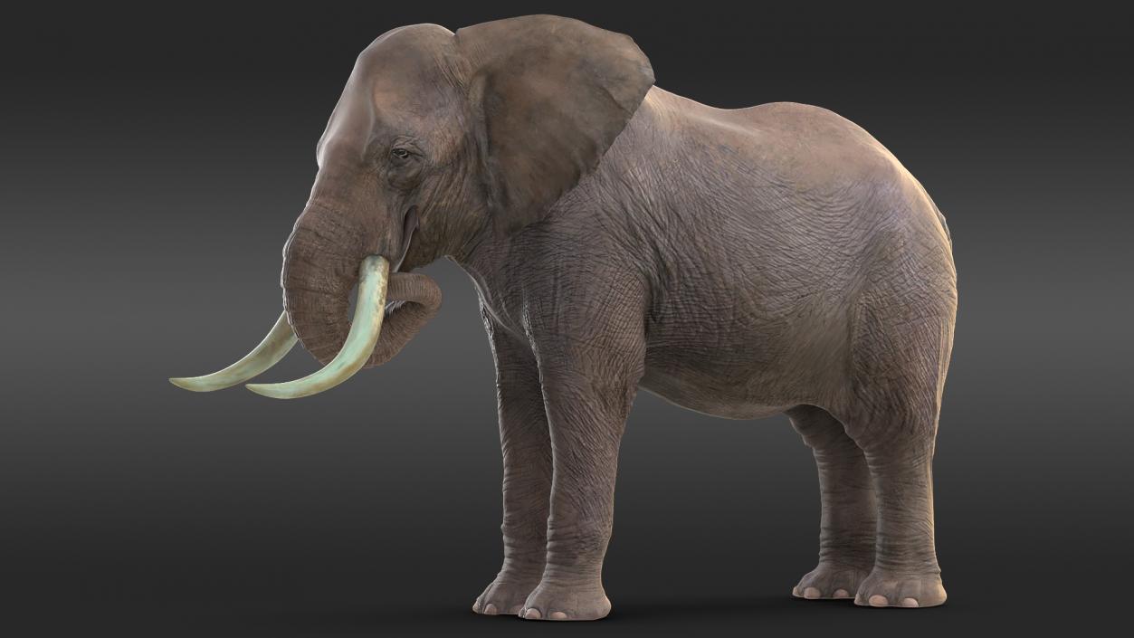 Animated Elephants Collection 3D model