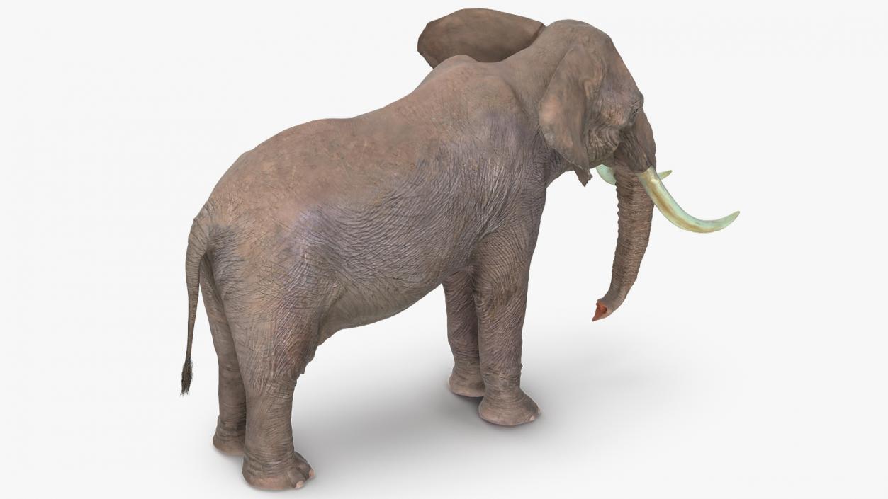 Animated Elephants Collection 3D model