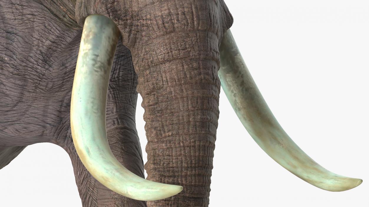 Animated Elephants Collection 3D model