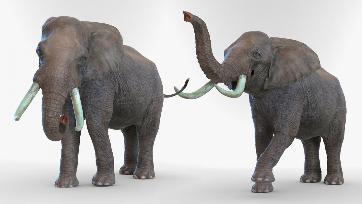 Animated Elephants Collection 3D model