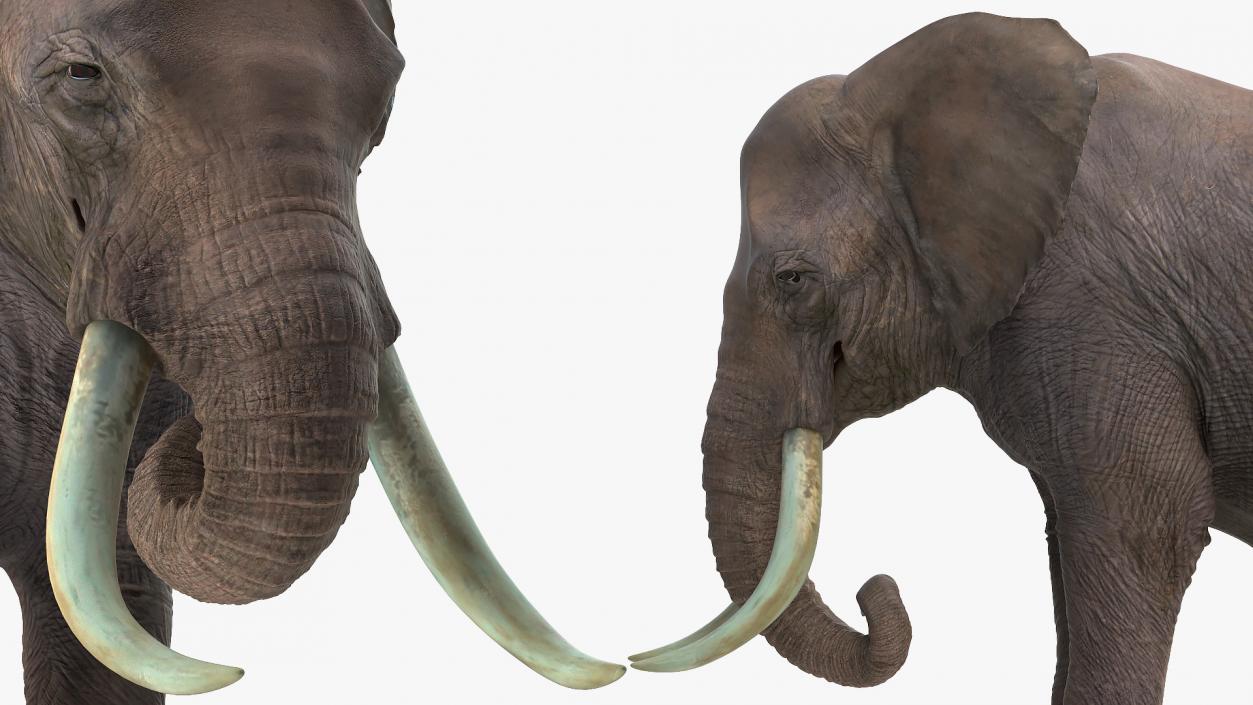 Animated Elephants Collection 3D model