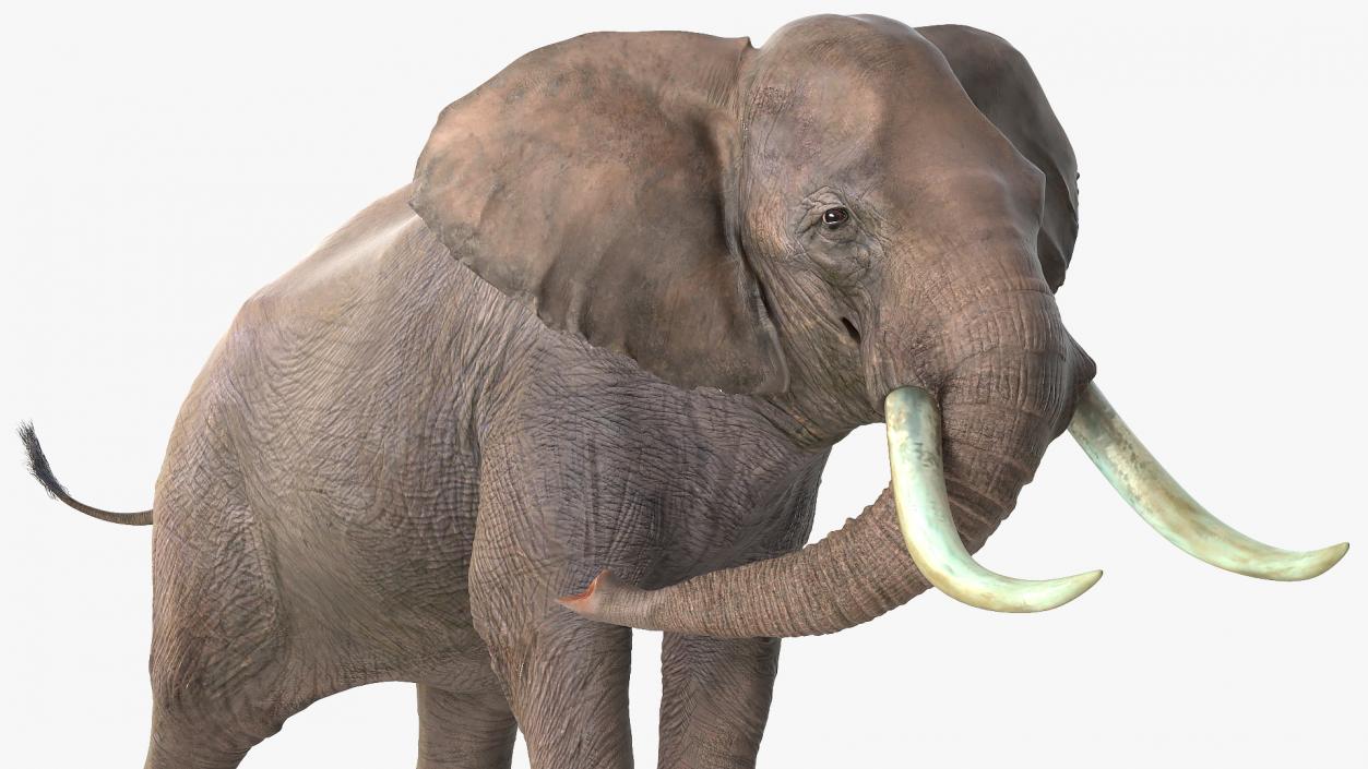 Animated Elephants Collection 3D model