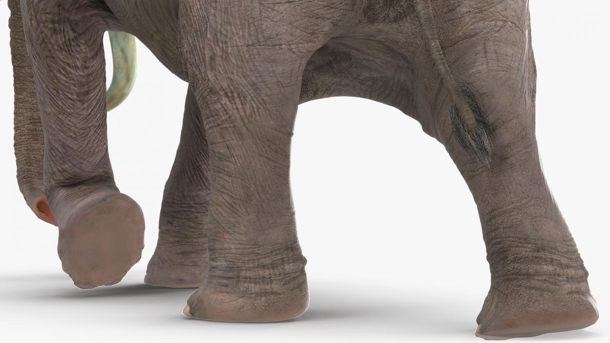 Animated Elephants Collection 3D model