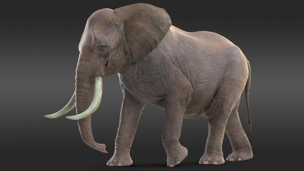 Animated Elephants Collection 3D model