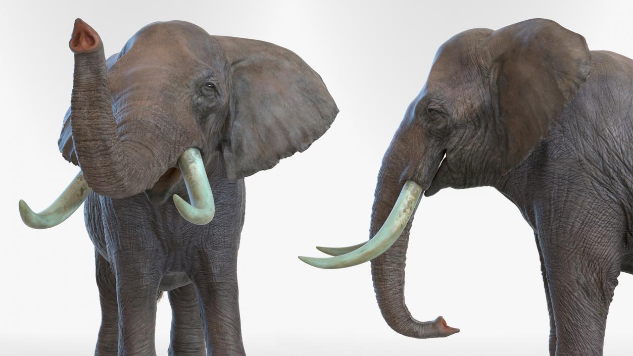 Animated Elephants Collection 3D model