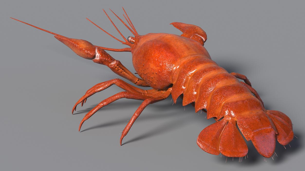 Crawfish Boiled Rigged 3D