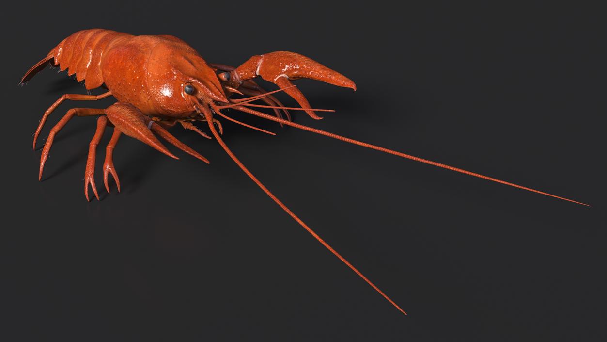 Crawfish Boiled Rigged 3D