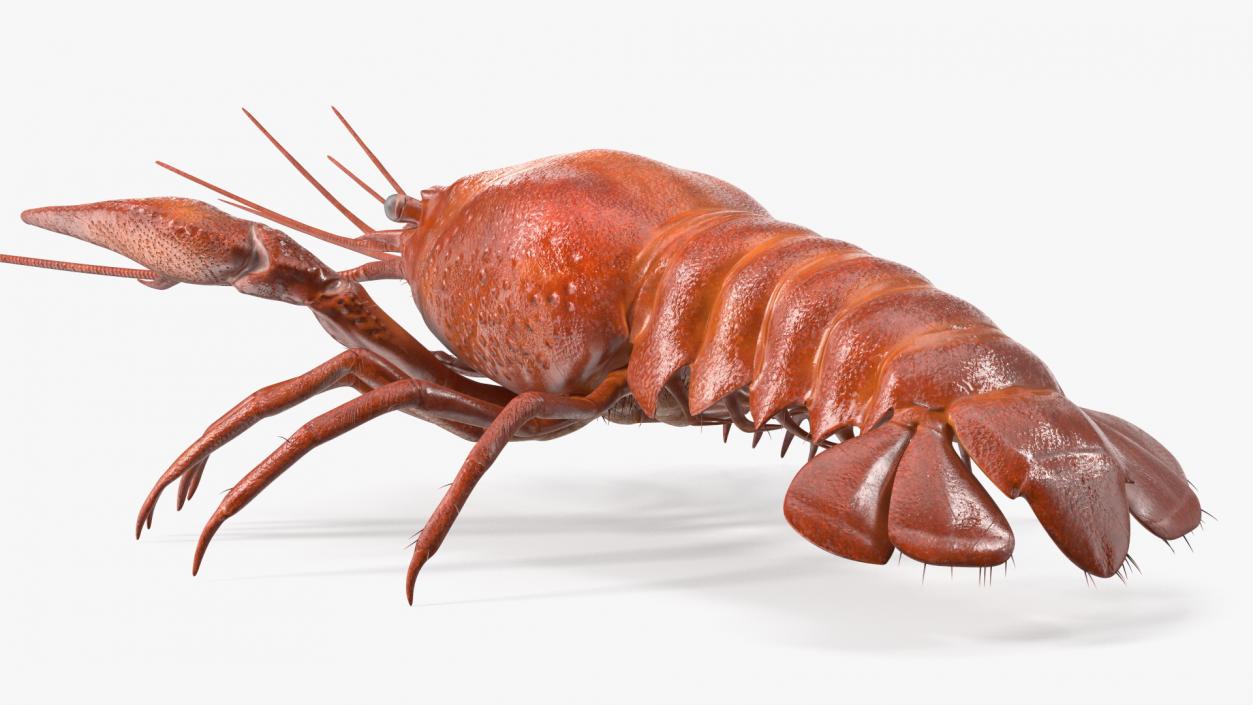 Crawfish Boiled Rigged 3D