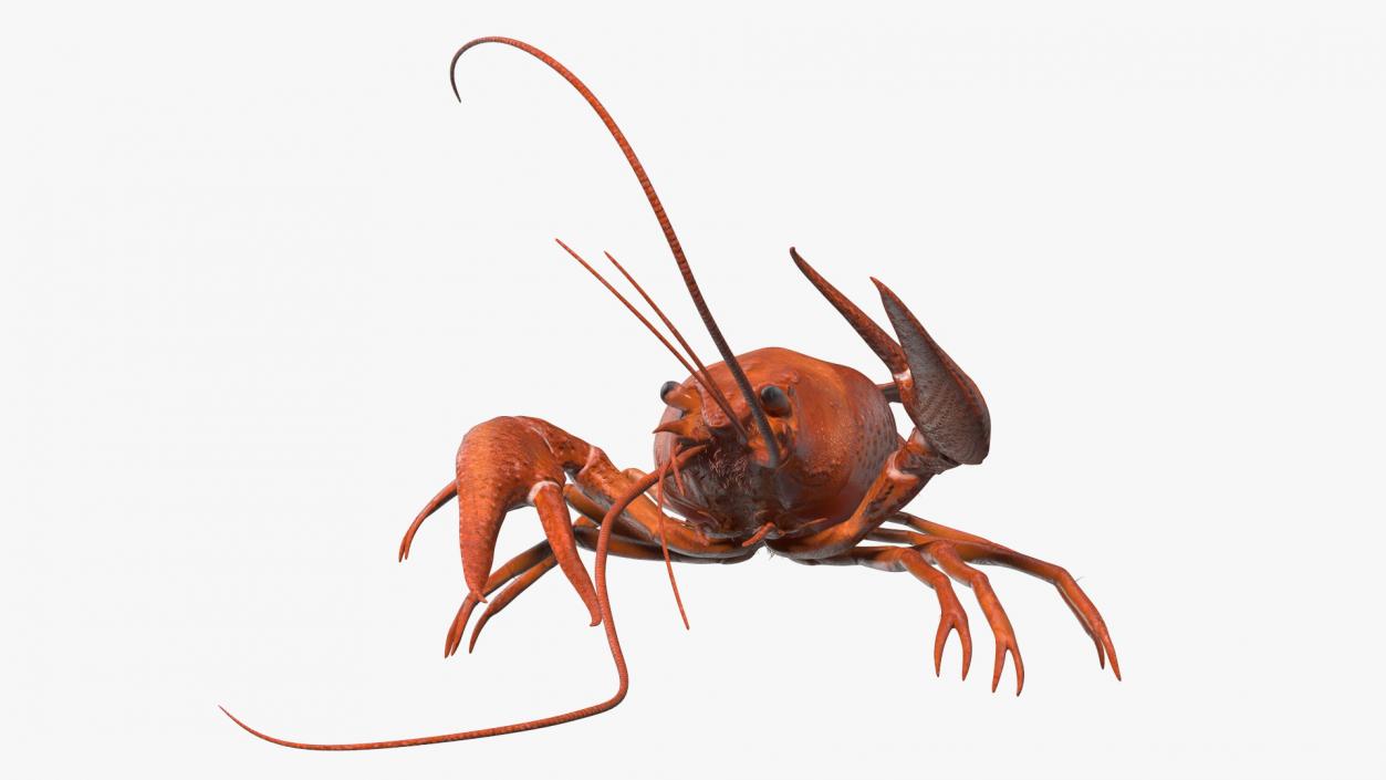 Crawfish Boiled Rigged 3D