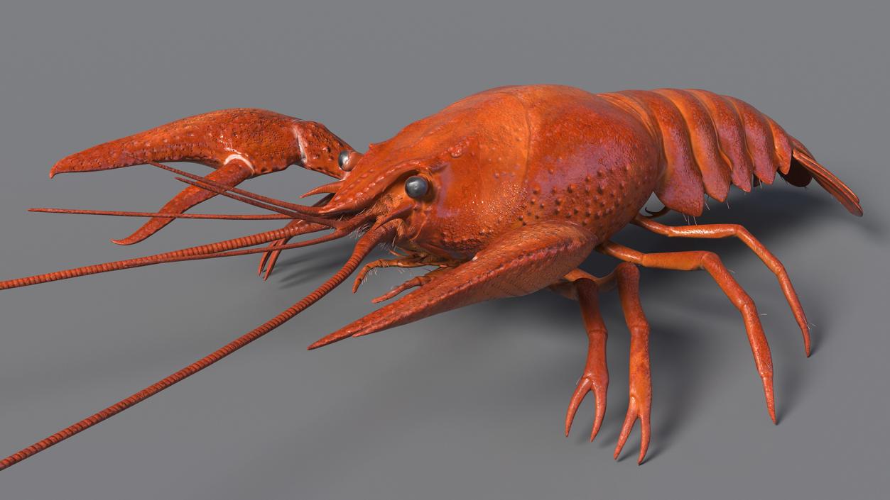 Crawfish Boiled Rigged 3D