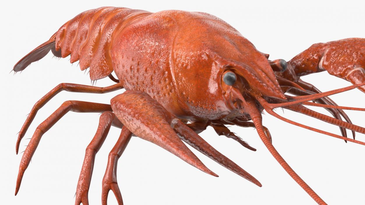 Crawfish Boiled Rigged 3D