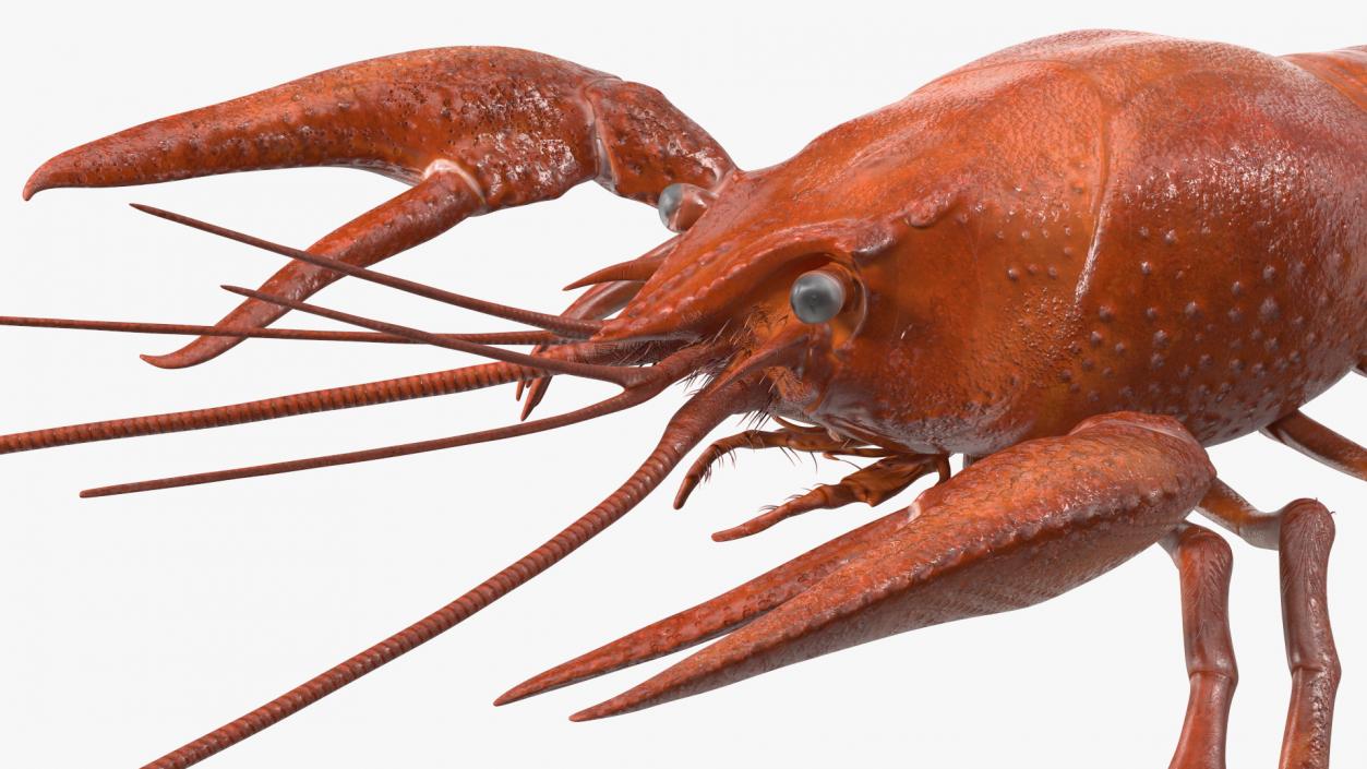 Crawfish Boiled Rigged 3D