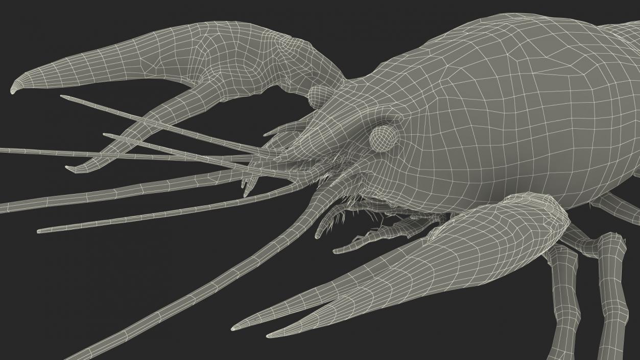 Crawfish Boiled Rigged 3D