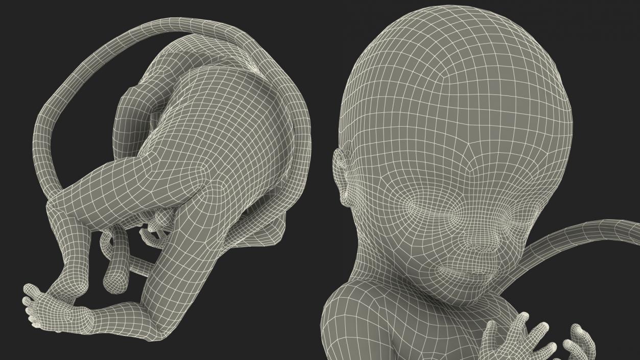 3D Second Trimester Human Embryos Collection