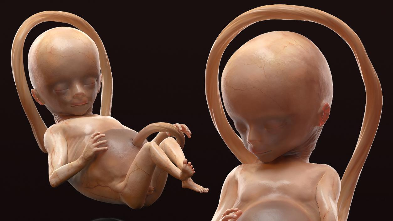 3D Second Trimester Human Embryos Collection