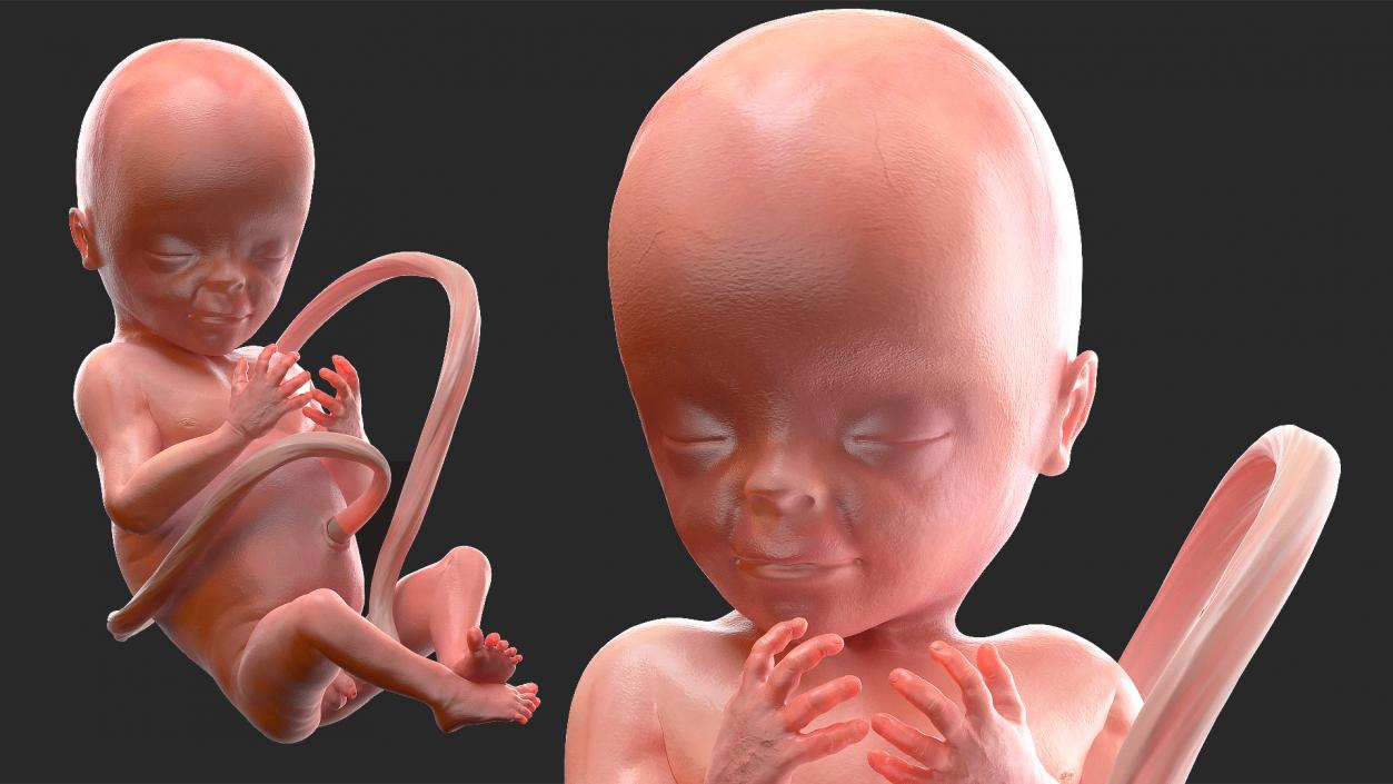 3D Second Trimester Human Embryos Collection