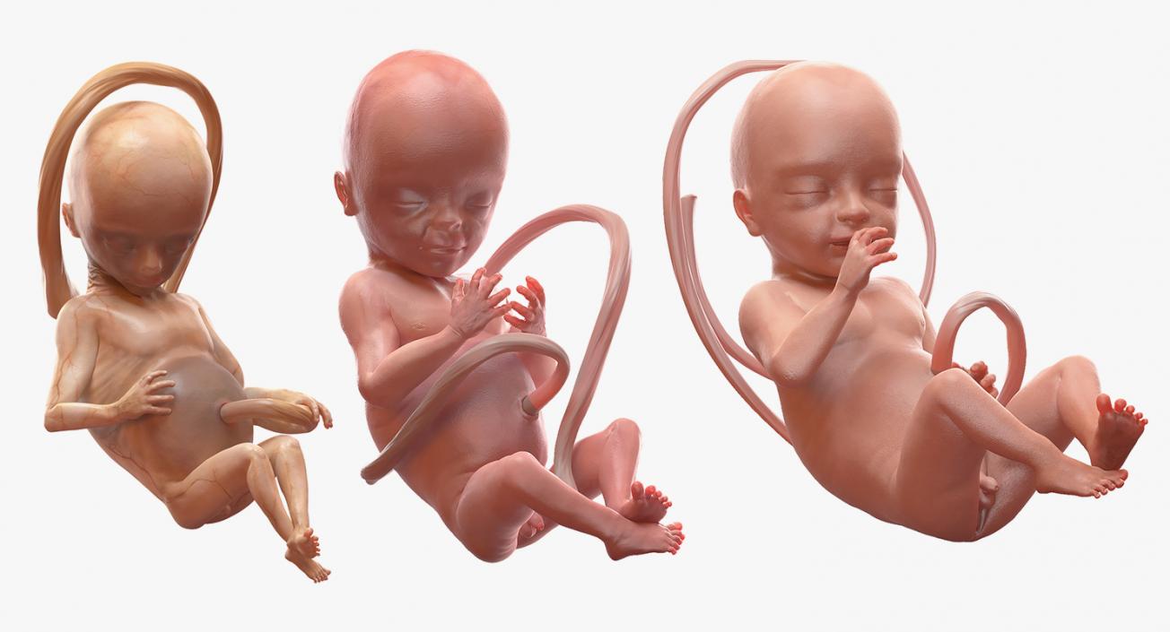 3D Second Trimester Human Embryos Collection