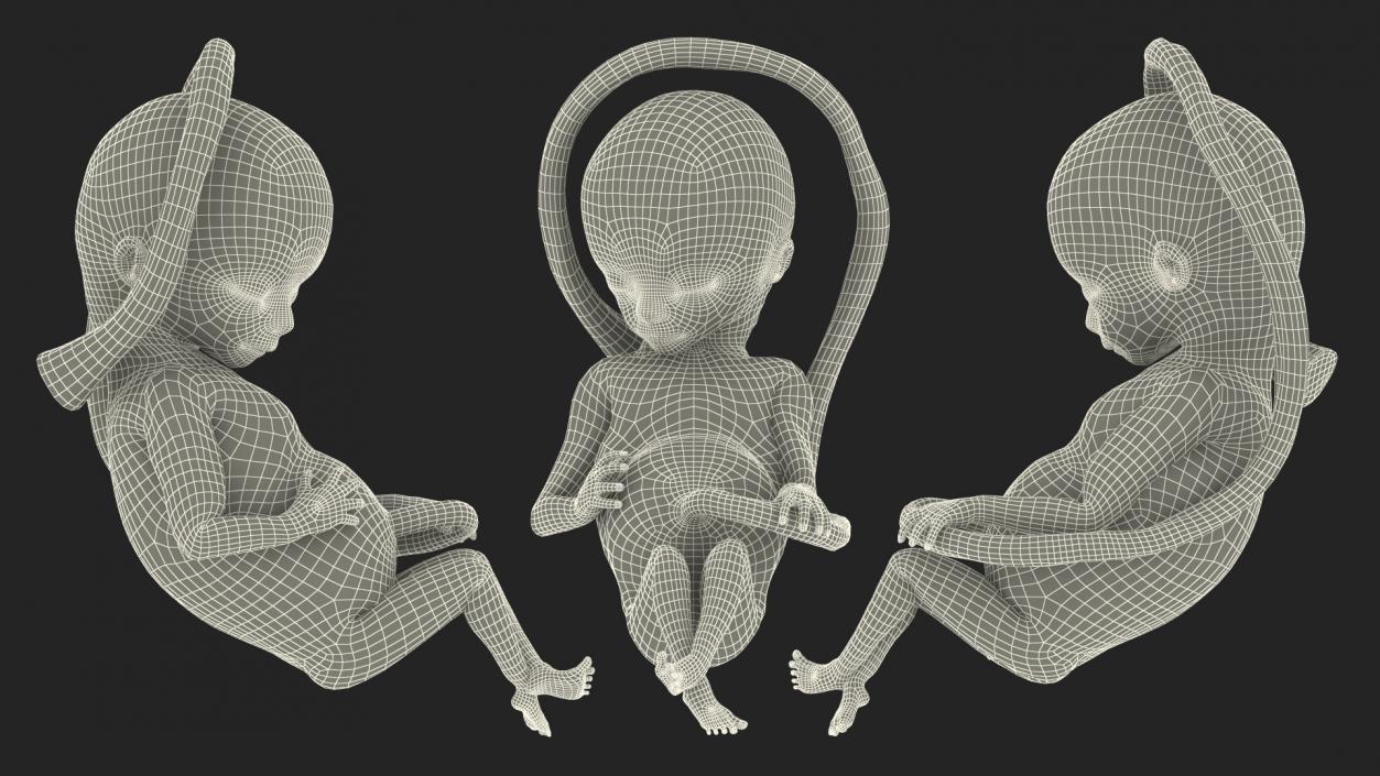 3D Second Trimester Human Embryos Collection