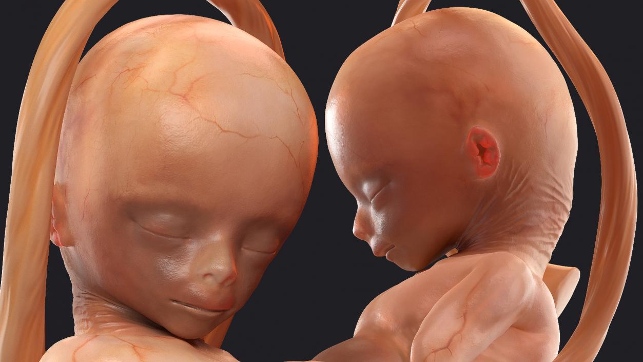 3D Second Trimester Human Embryos Collection