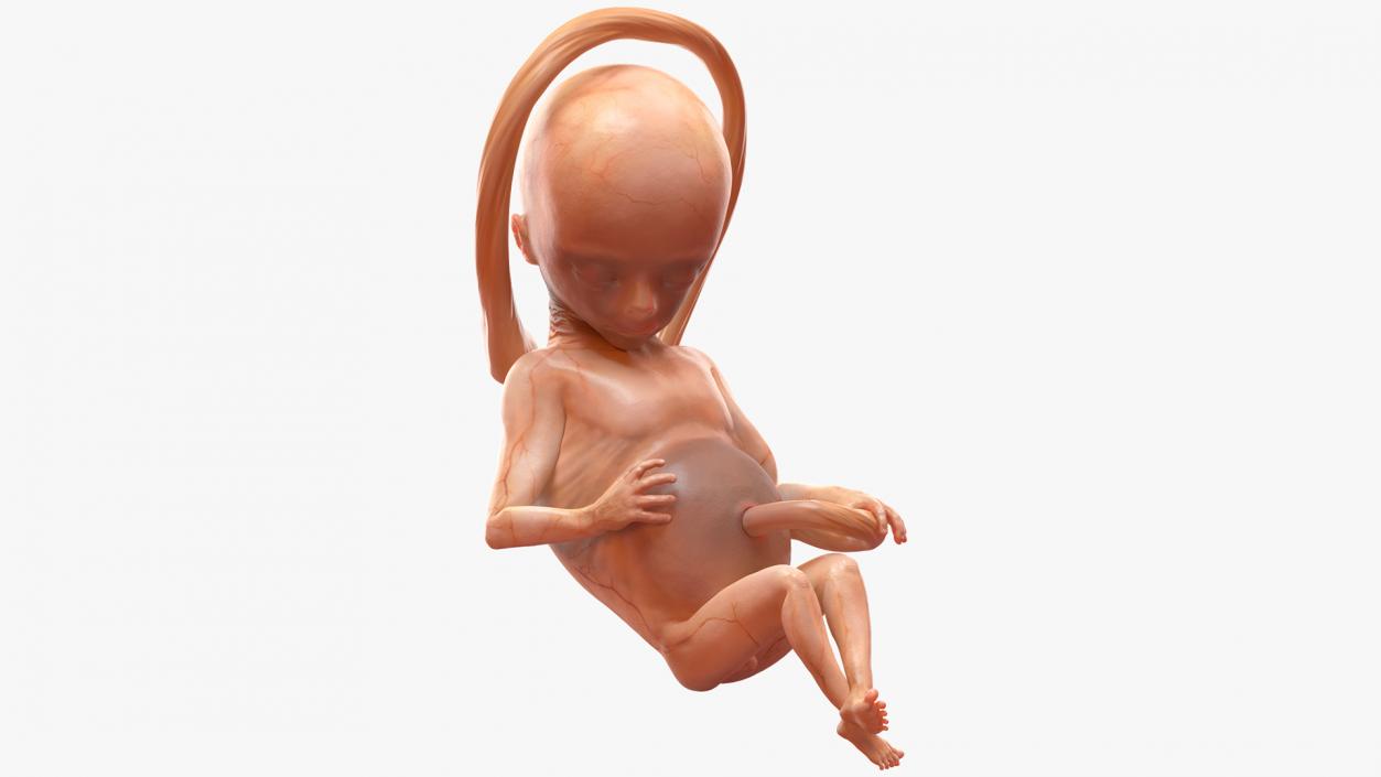 3D Second Trimester Human Embryos Collection