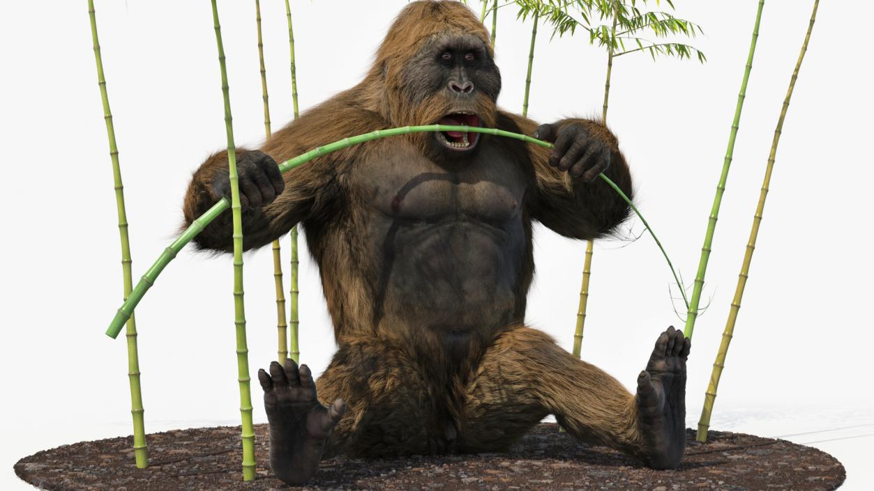 3D Gigantopithecus Eats Bamboo Plants Fur model