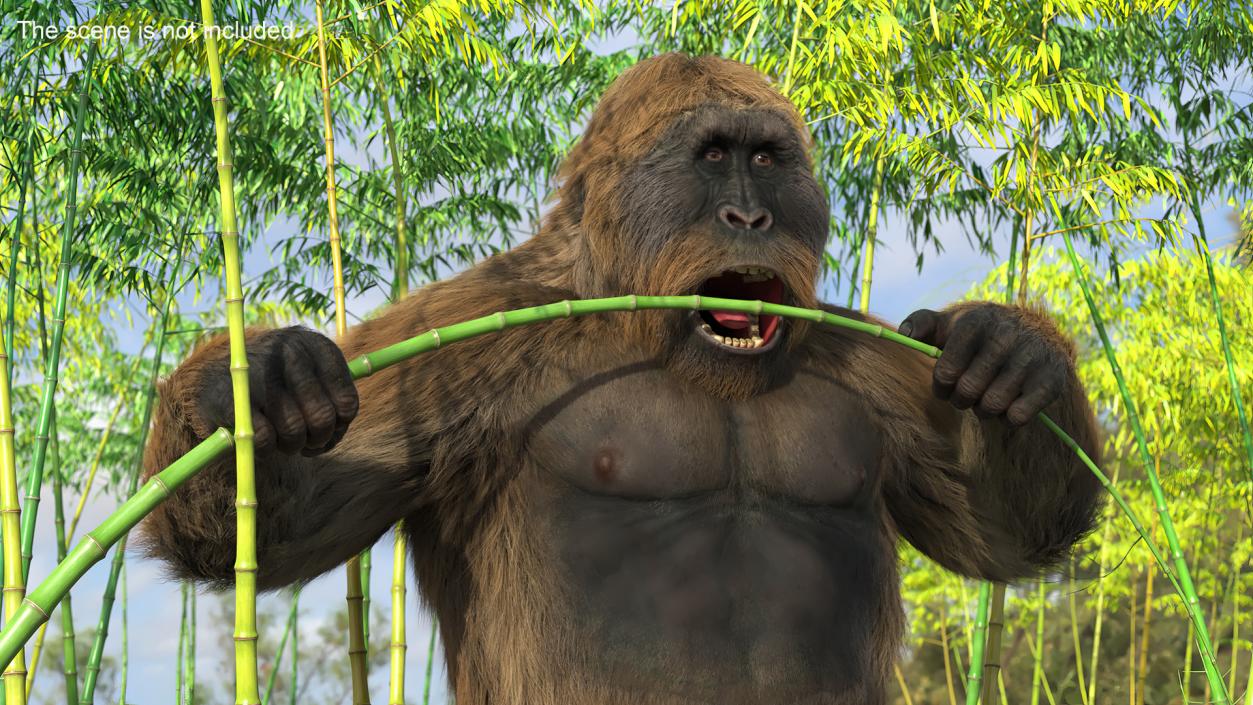 3D Gigantopithecus Eats Bamboo Plants Fur model