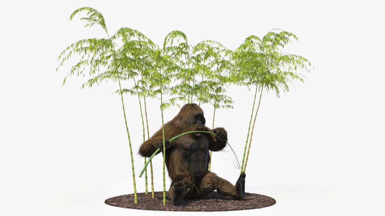 3D Gigantopithecus Eats Bamboo Plants Fur model