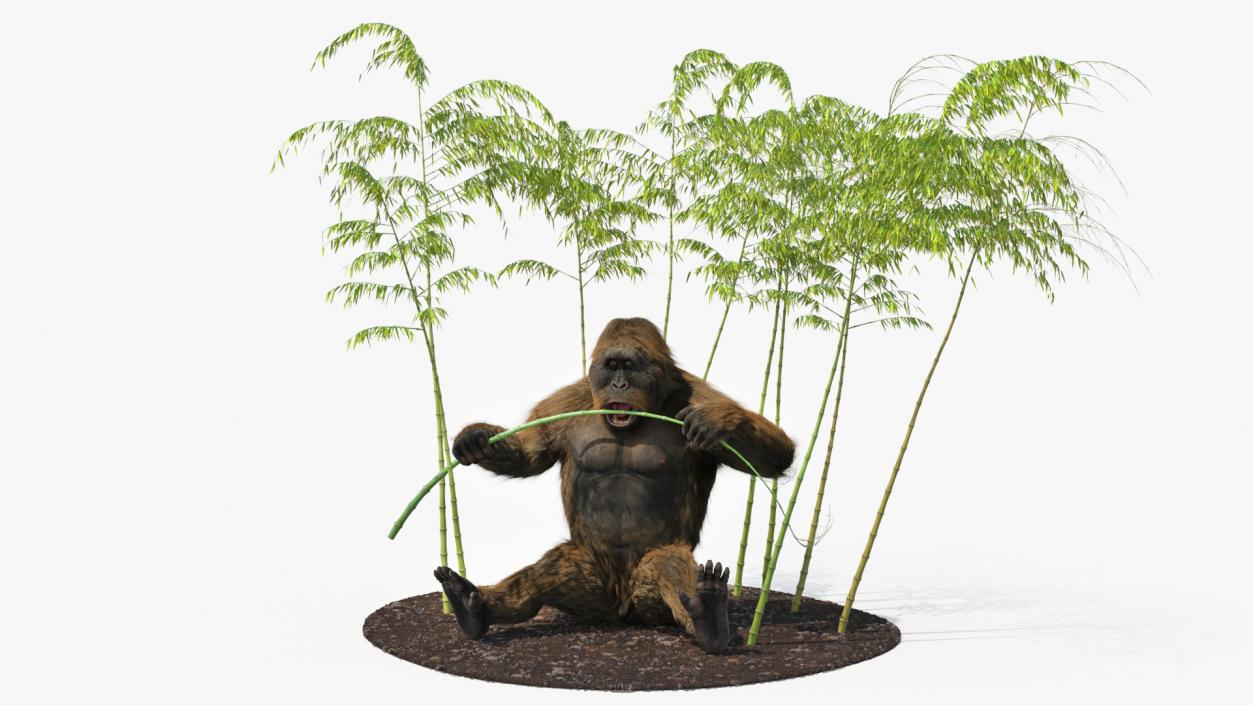 3D Gigantopithecus Eats Bamboo Plants Fur model