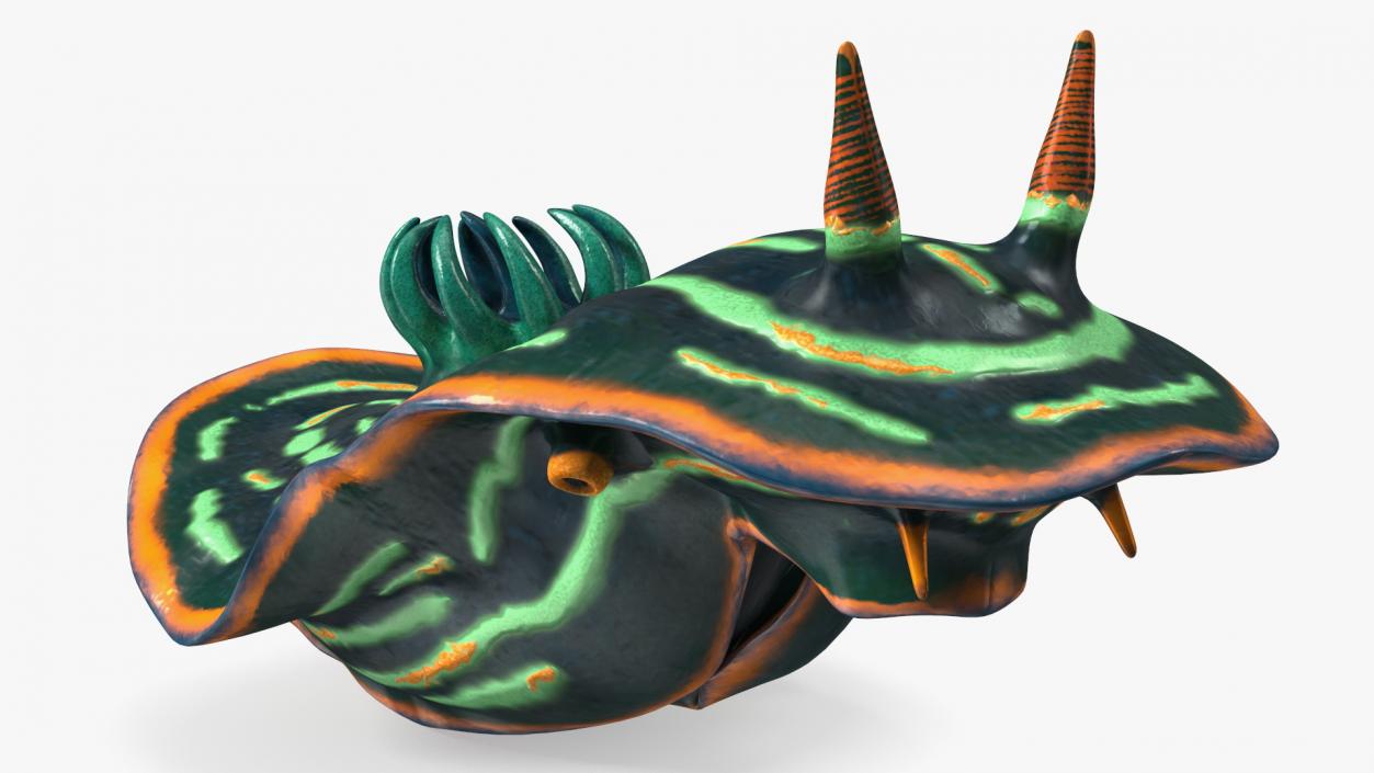 3D model Dusky Nembrotha