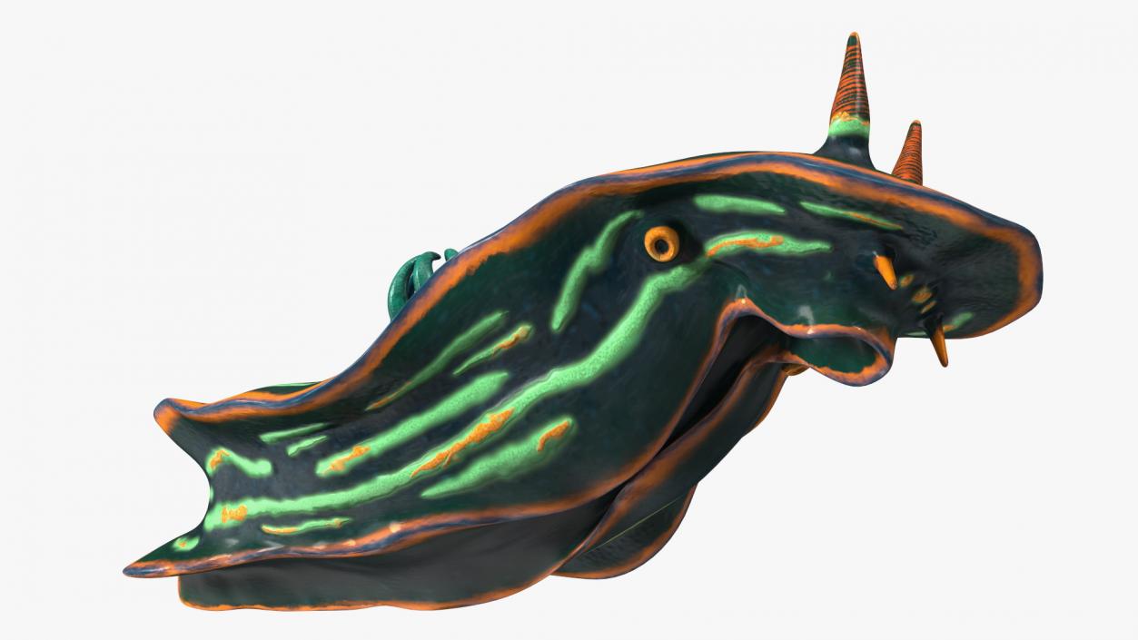 3D model Dusky Nembrotha