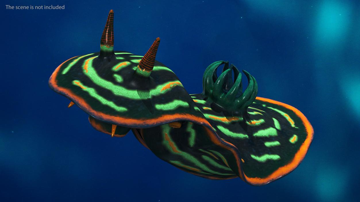 3D model Dusky Nembrotha