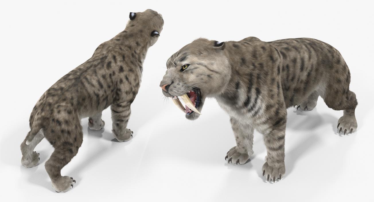 3D Arctic Saber Tooth Cat Growls Pose with Fur model