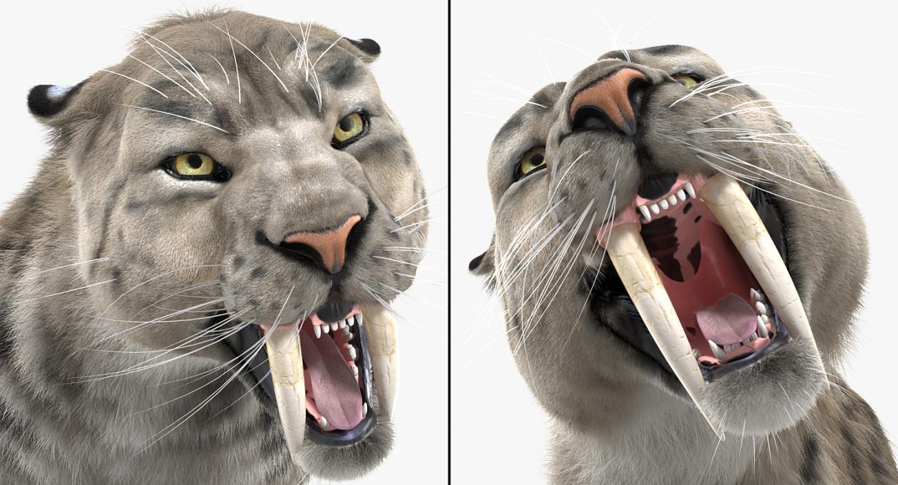 3D Arctic Saber Tooth Cat Growls Pose with Fur model