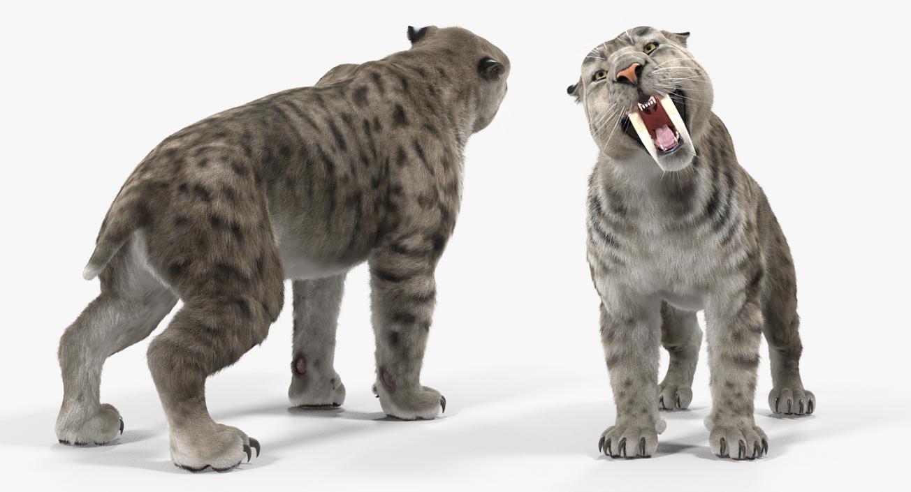 3D Arctic Saber Tooth Cat Growls Pose with Fur model