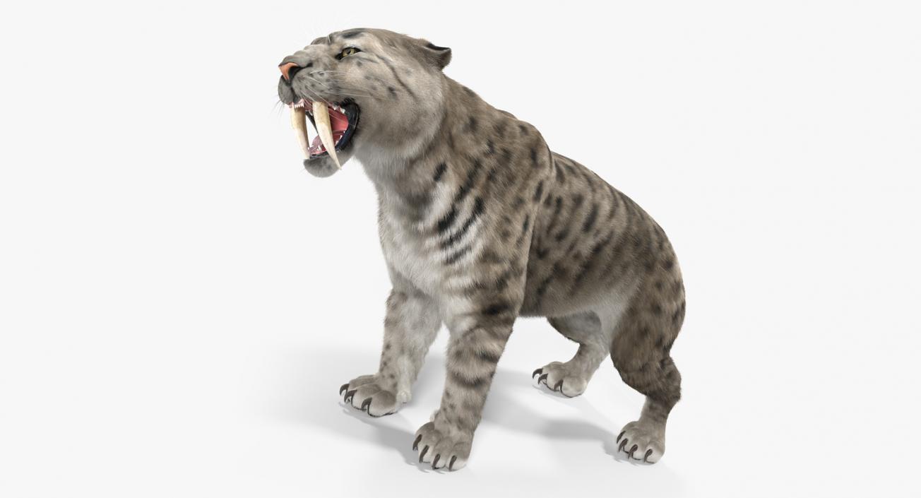 3D Arctic Saber Tooth Cat Growls Pose with Fur model