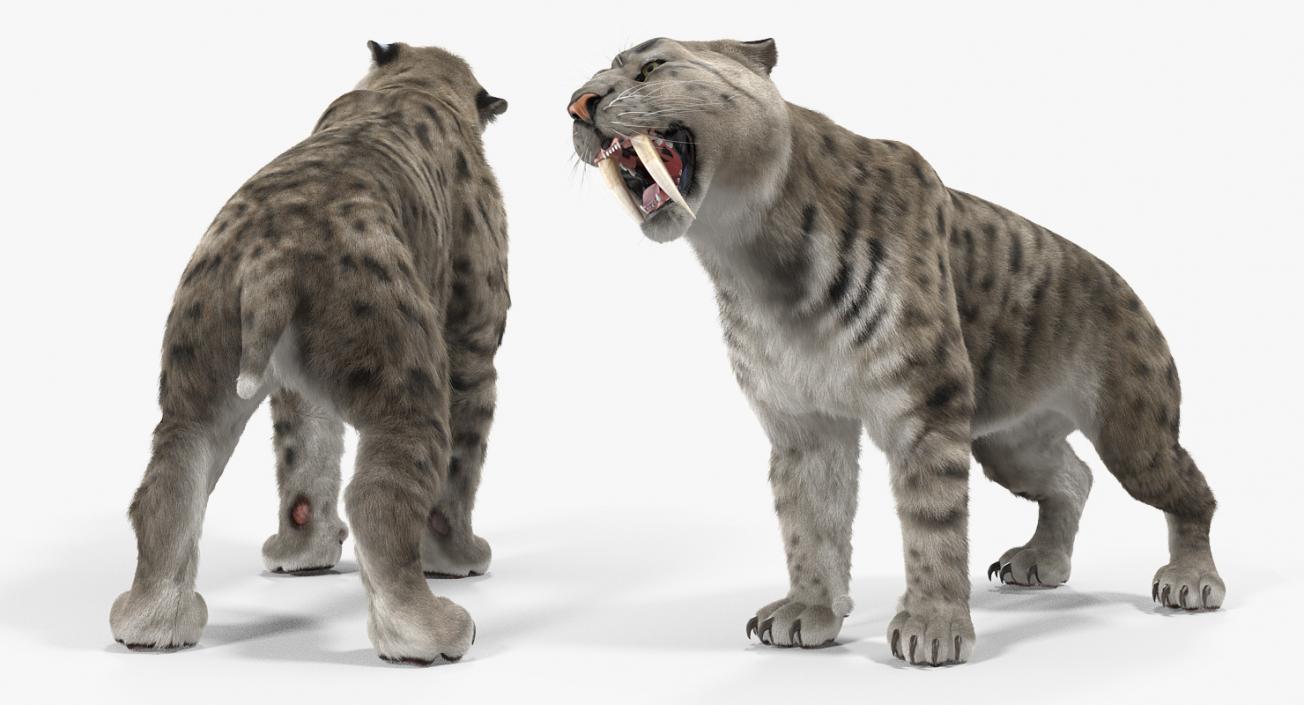 3D Arctic Saber Tooth Cat Growls Pose with Fur model